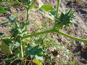 Herbolaria Mexicana El Toloache