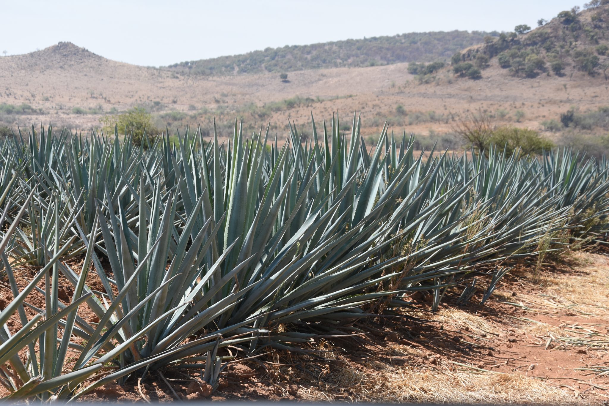 Guanajuato Referente En Producci N De Agave Tequilero