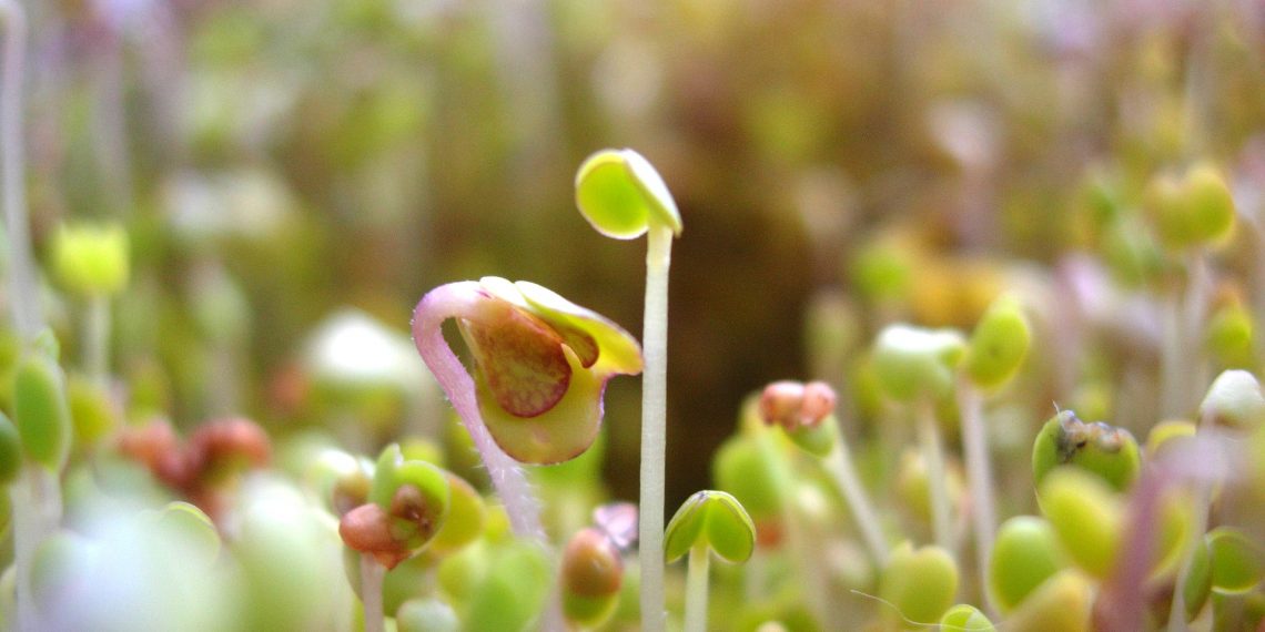 Razones para consumir germinados