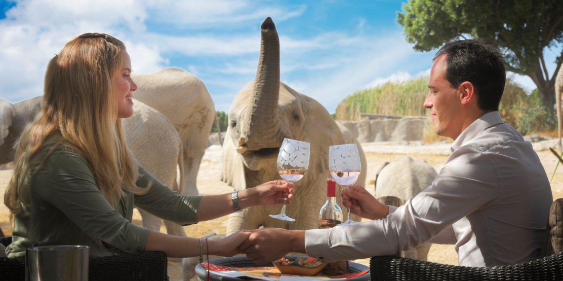 Así es un picnic salvaje en Africam Safari