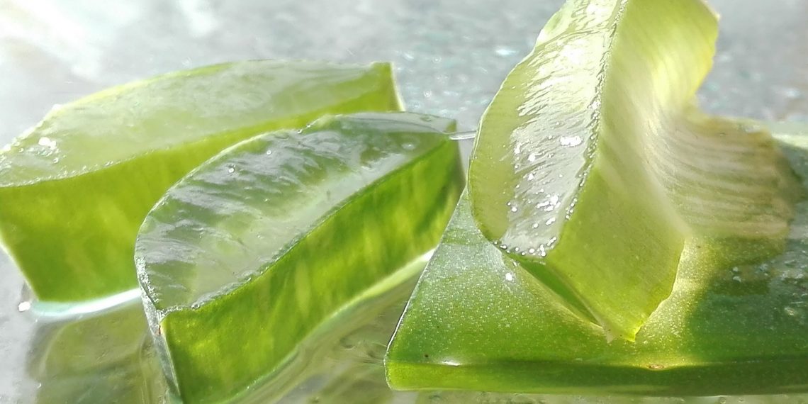 El aloe vera también es estrella de TikTok