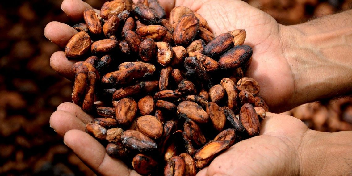 Rescatan al cacao más fino del mundo en México