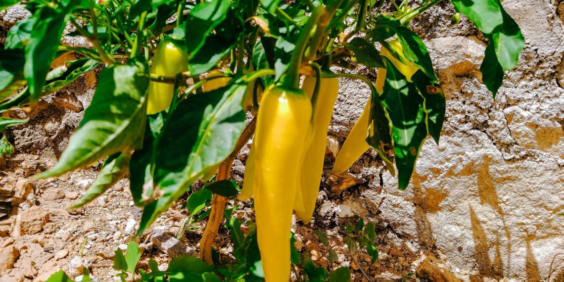 Ingredientes yucatecos para la Cuaresma