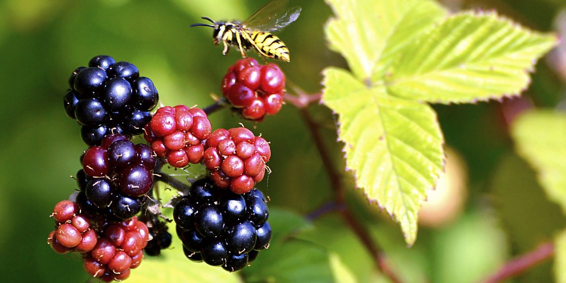 Las abejas y su importancia en la alimentación humana