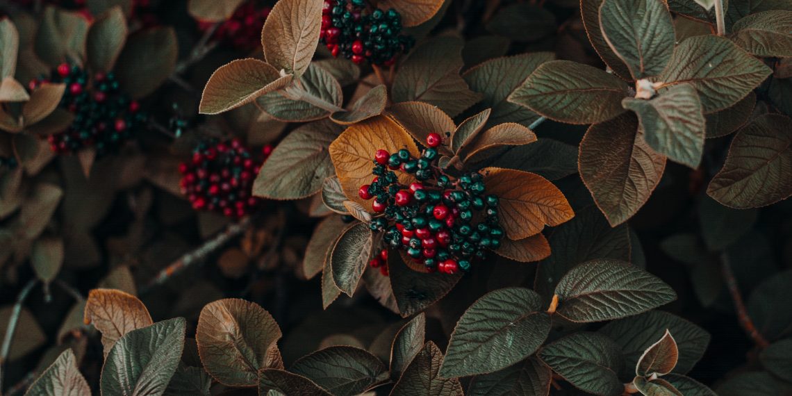 Maqui Berry, el antioxidante lo que le faltaba a tu vida