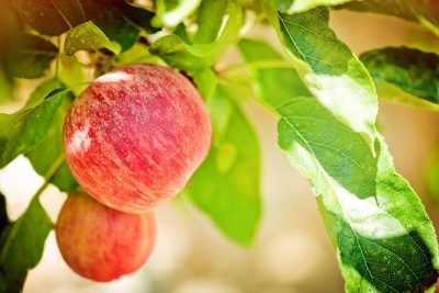 Tres razones felices para comer ensalada de manzana