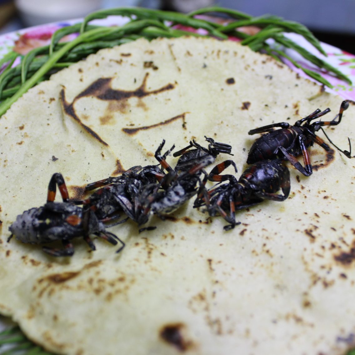 Xamues, insectos que son un gran manjar hidalguense