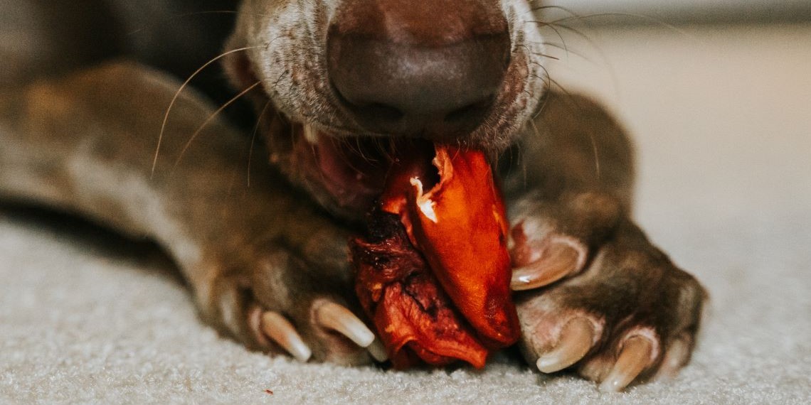 Prolonga la vida de tu perrito, evita darle estos alimentos