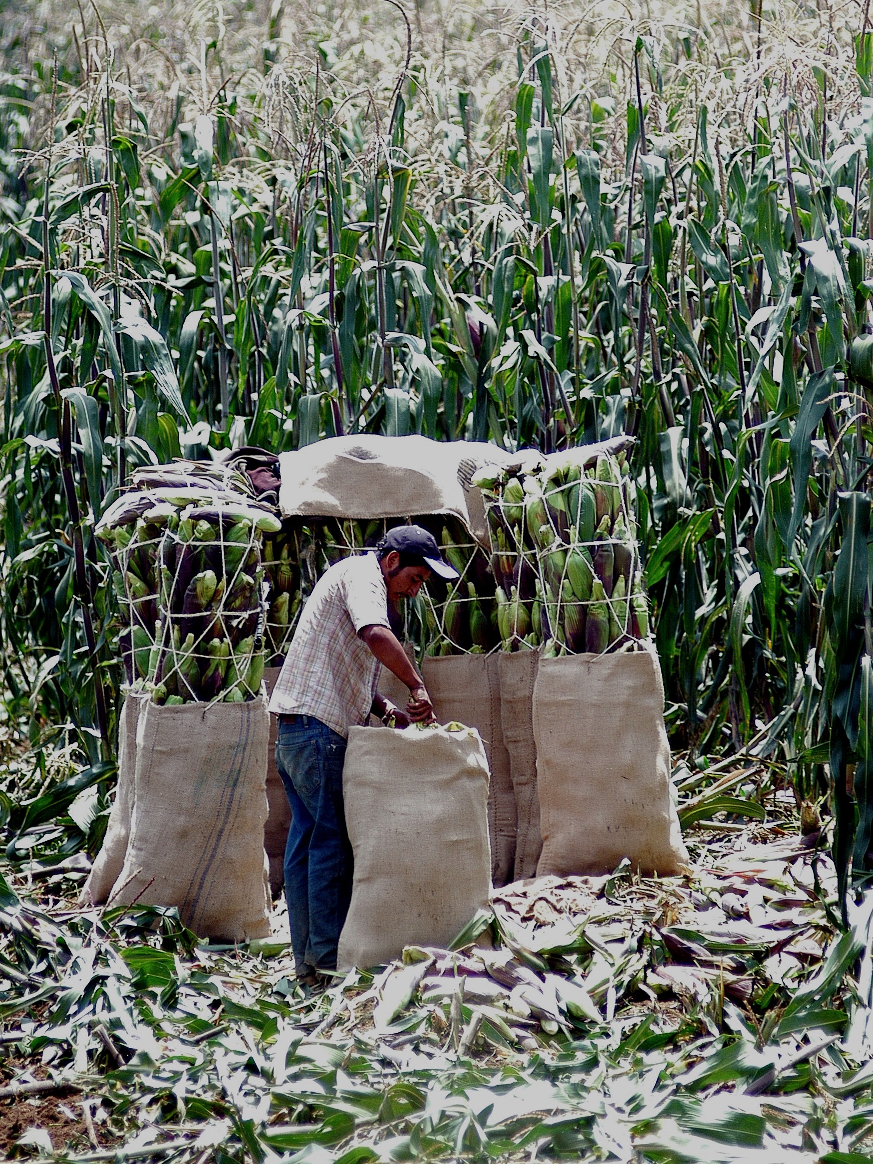 La Mejor Temporada Para Comer Elote Cacahuazintle