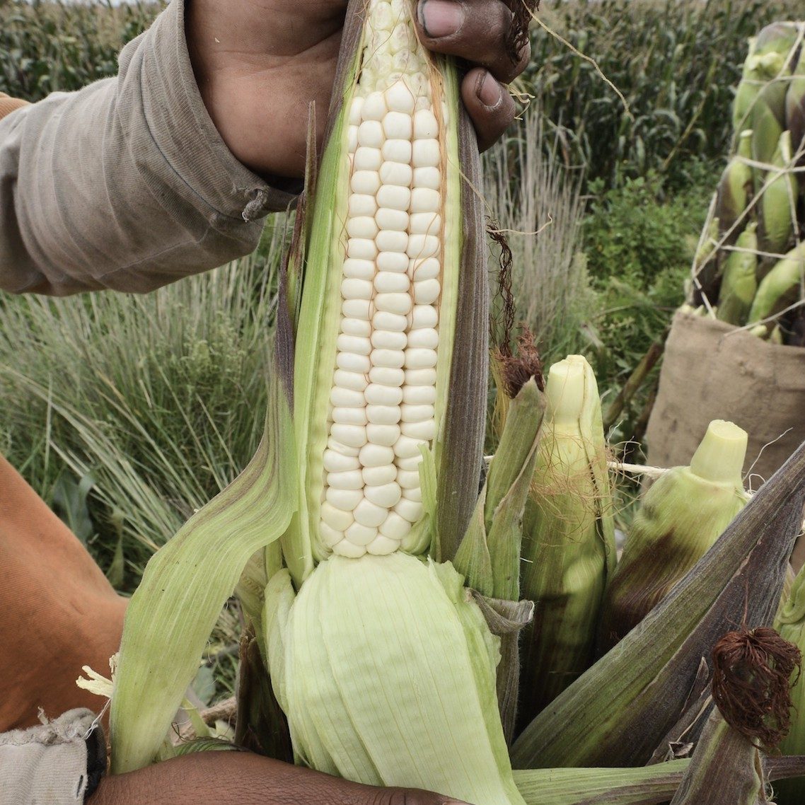 La mejor temporada para comer elote cacahuazintle