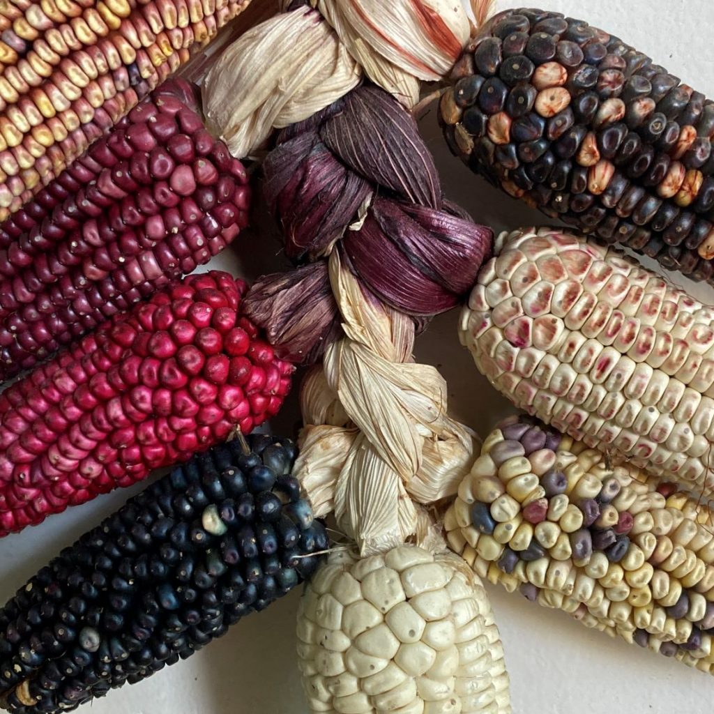 Qué aporta a tu salud el consumo de maíz?