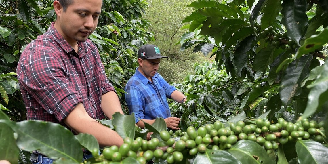 El café poblano, no es profeta en su tierra