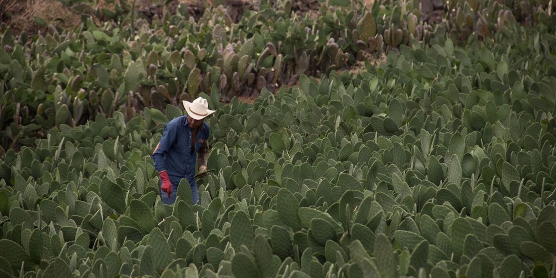 El nopal lo tiene todo: Estos son sus beneficios