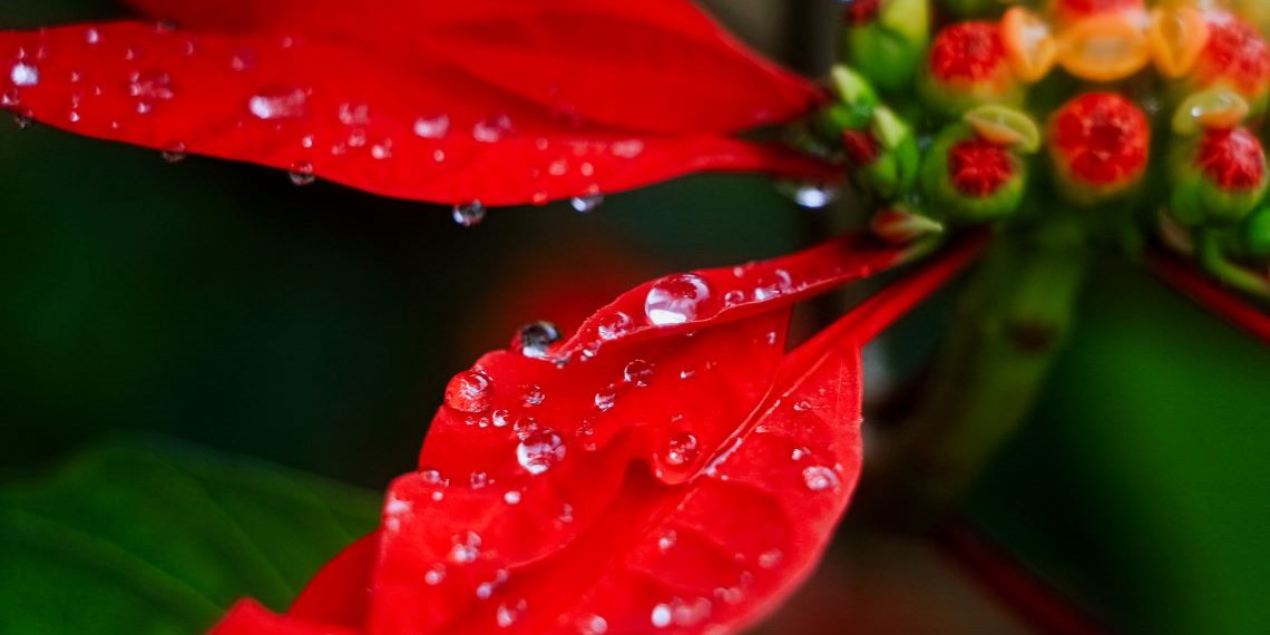 Herbolaria: Más que decoración, usos medicinales de la nochebuena