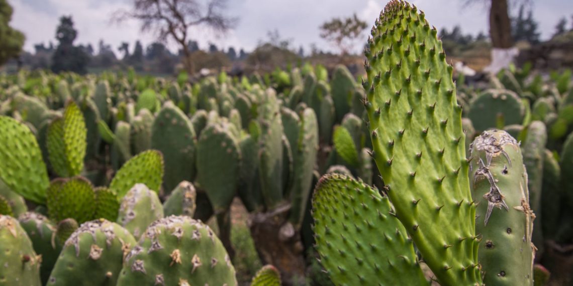 Vacaciones entre nopales: Un circuito especial en Guanajuato