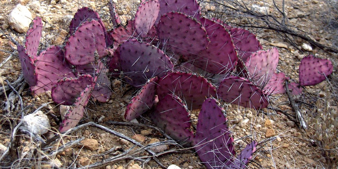 Todo sobre el curioso nopal violeta que crece en Durango