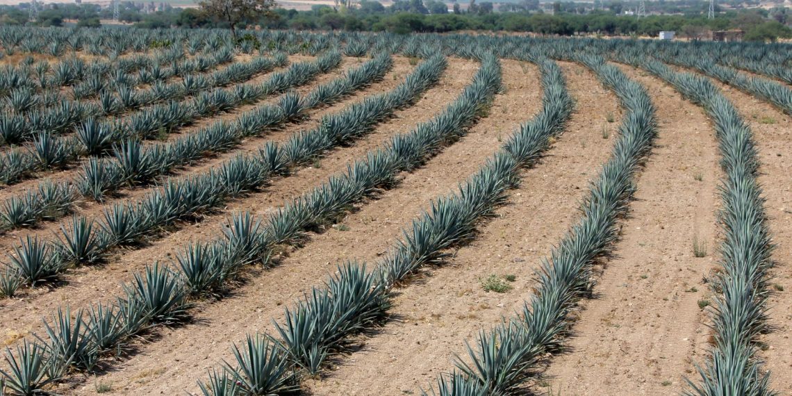 A qué se refiere que un tequila sea sustentable