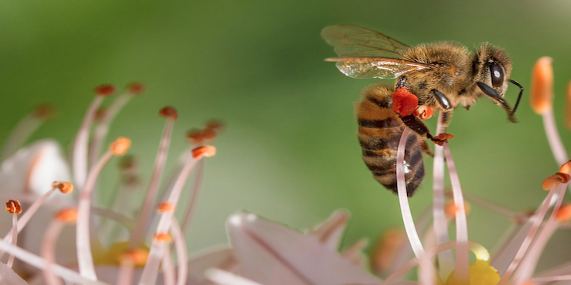 “Un zumbido de ayuda” para rescatar a cuatro millones de abejas