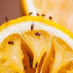 Tips infalibles para evitar las moscas en la cocina