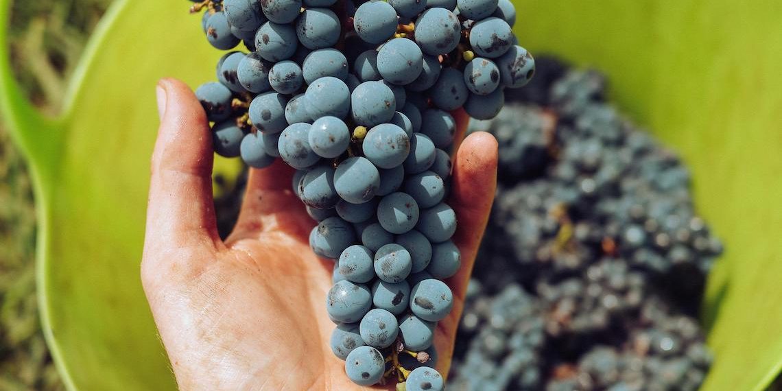 Defienden al vino contra el cambio climático