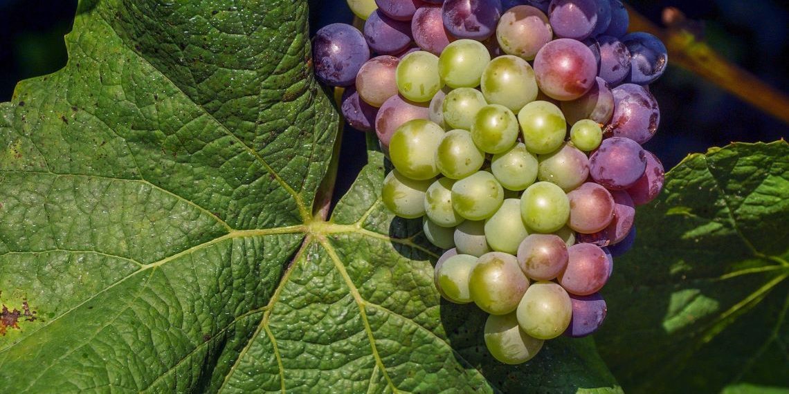 Entre Uvas y Taninos: Qué es el terroir de un vino