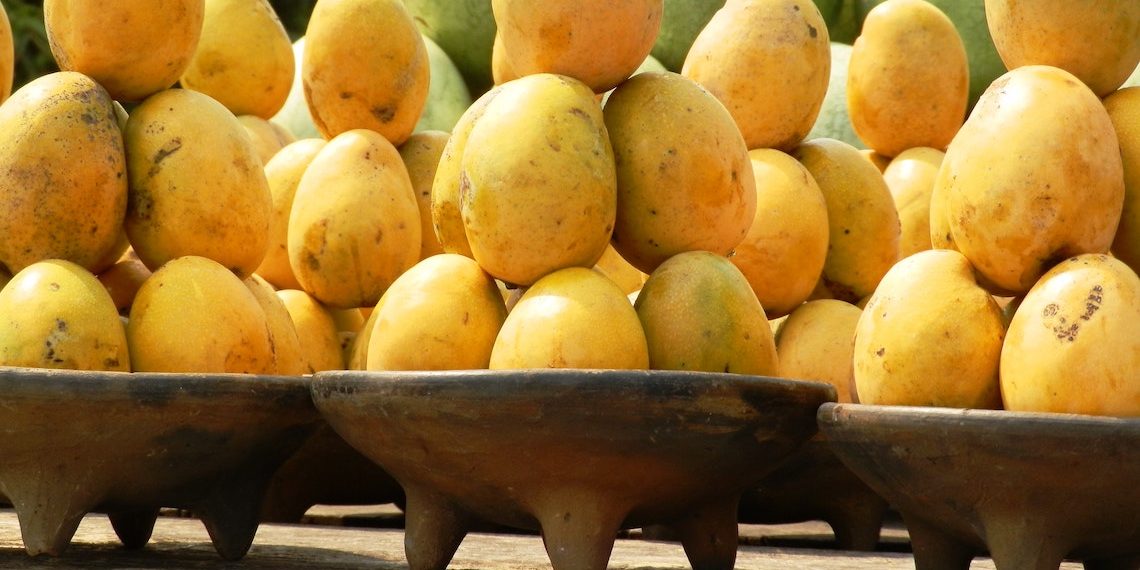 Arranca el Festival del Mango en Todos Santos