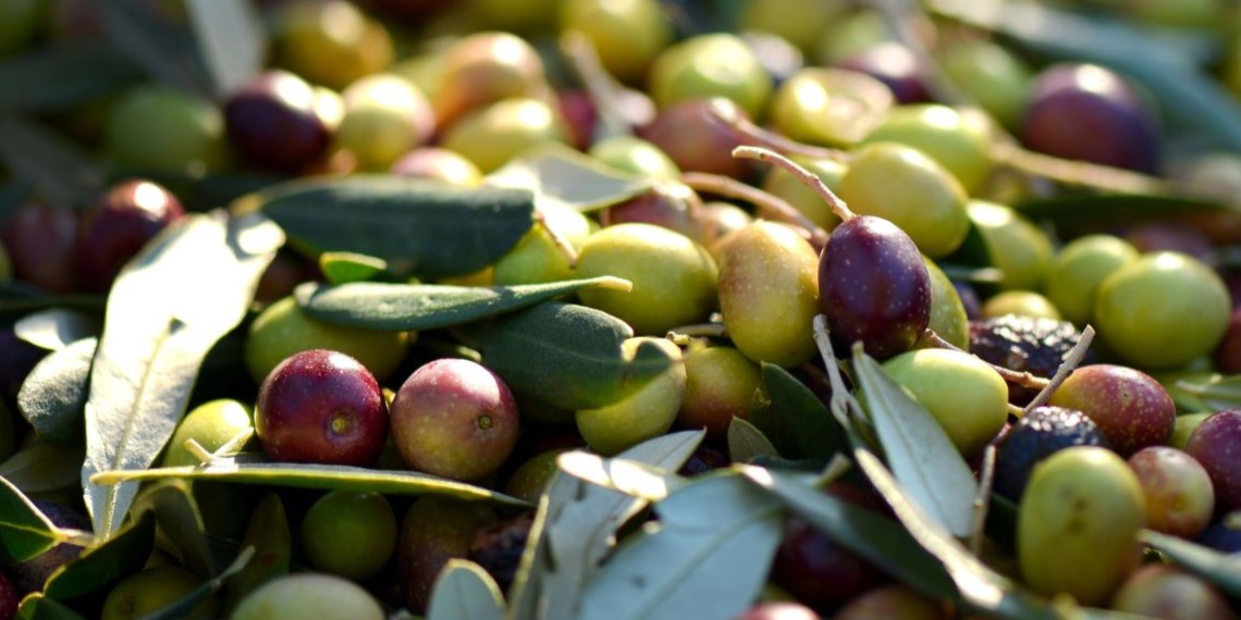 Las variedades de aceituna más utilizadas para el aceite de oliva