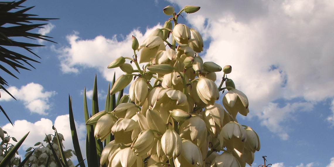 Flor de izote: Un alimento prehispánico y nutritivo