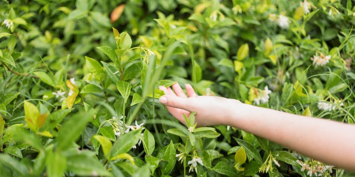 Grandes mujeres en el mundo del té