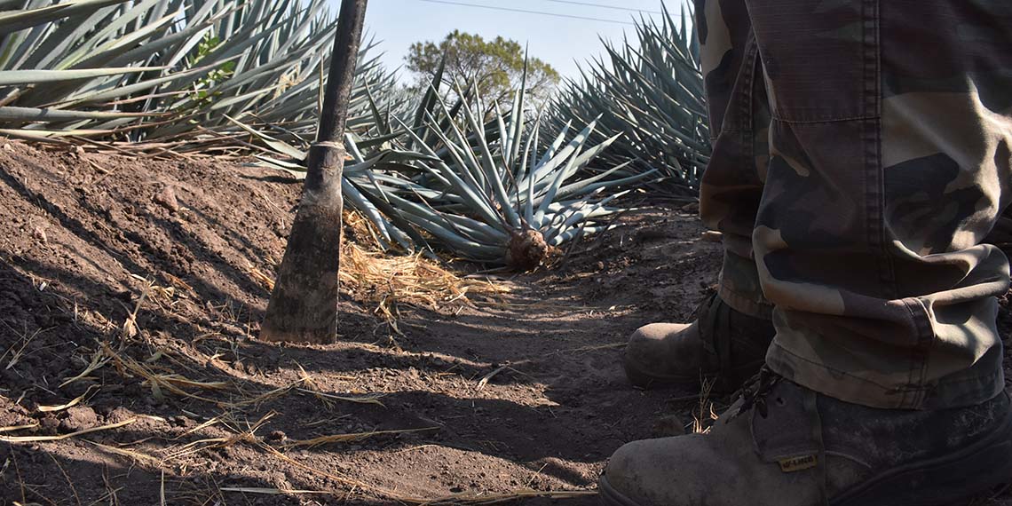 Sobra el agave tequilero en Guanajuato y bajan precios