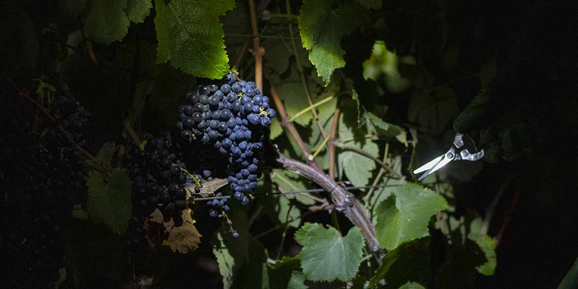 Tannat, la uva que puso en el mapa del vino a Uruguay