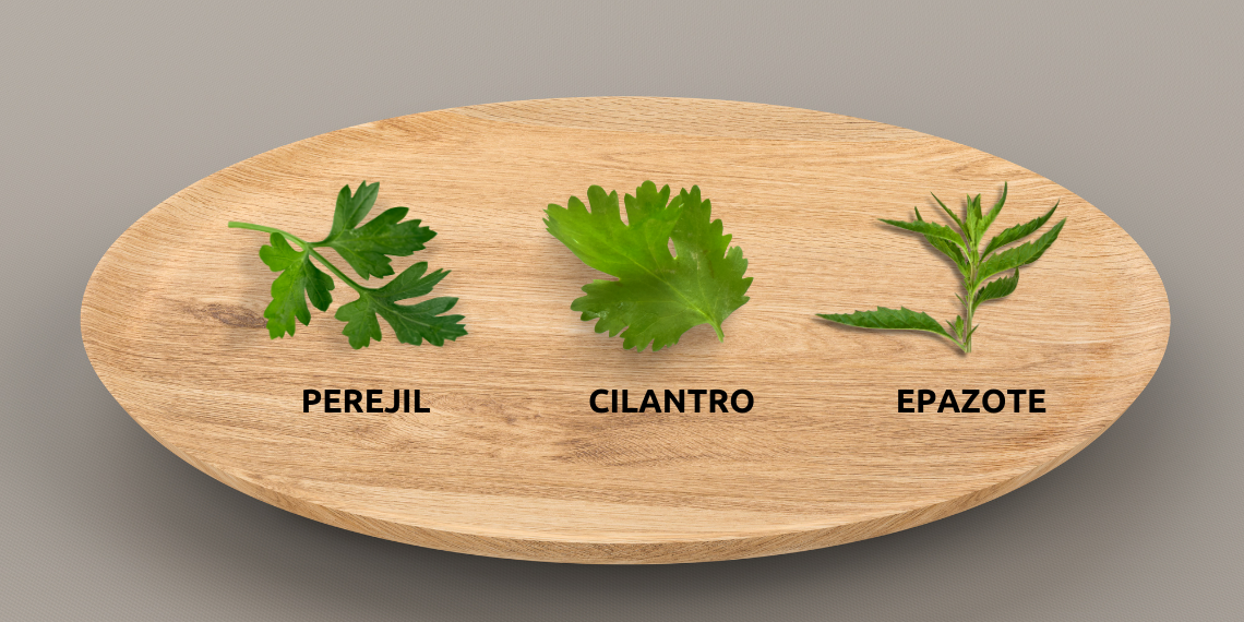 Identifica al perejil, cilantro y epazote