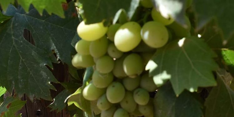 Cómo afecta el cambio climático al vino