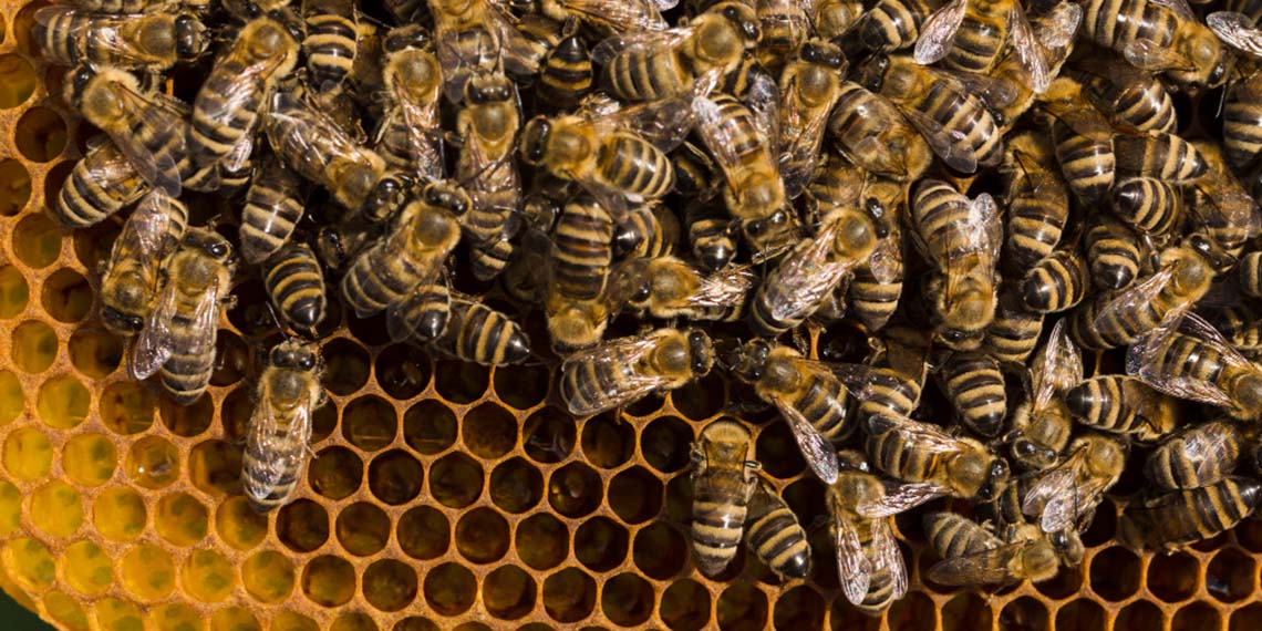 Qué comida buscan las abejas en Mazatlán