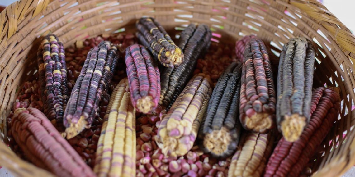 Platillos más famosos hechos con masa de maíz azul