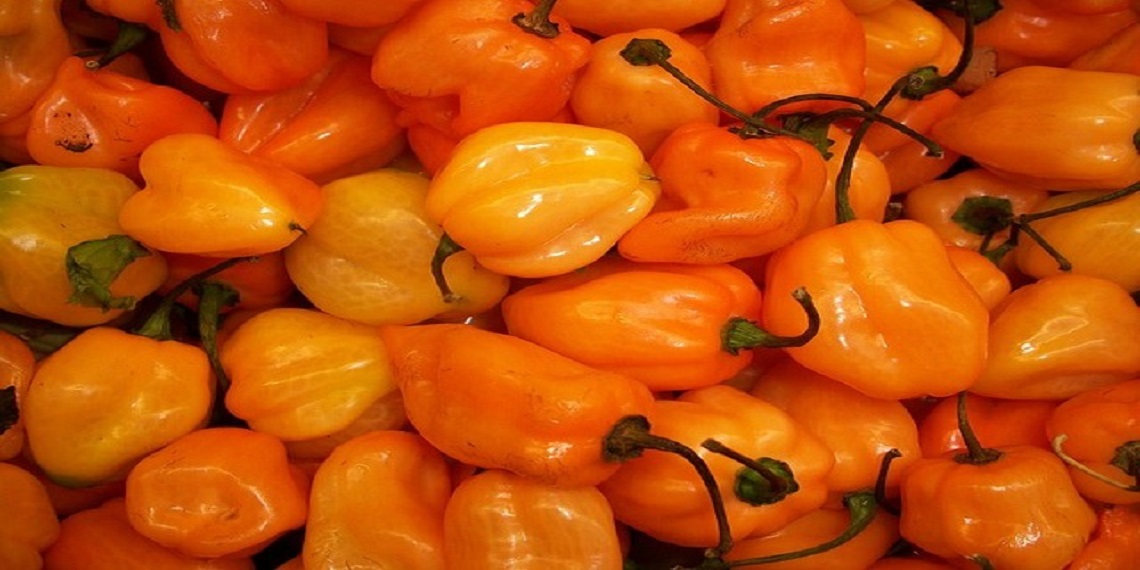 El habanero, el rey de los chiles