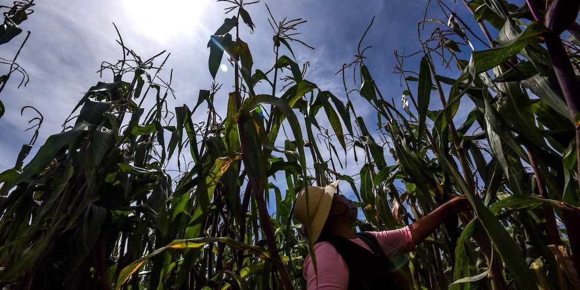 Cómo afecta la  ceniza del Popocatépetl a los cultivos