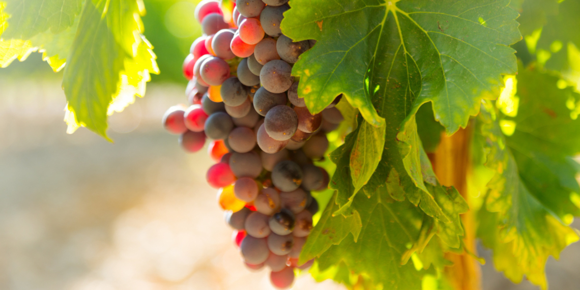 ¿Por qué el día más largo le impacta al vino?