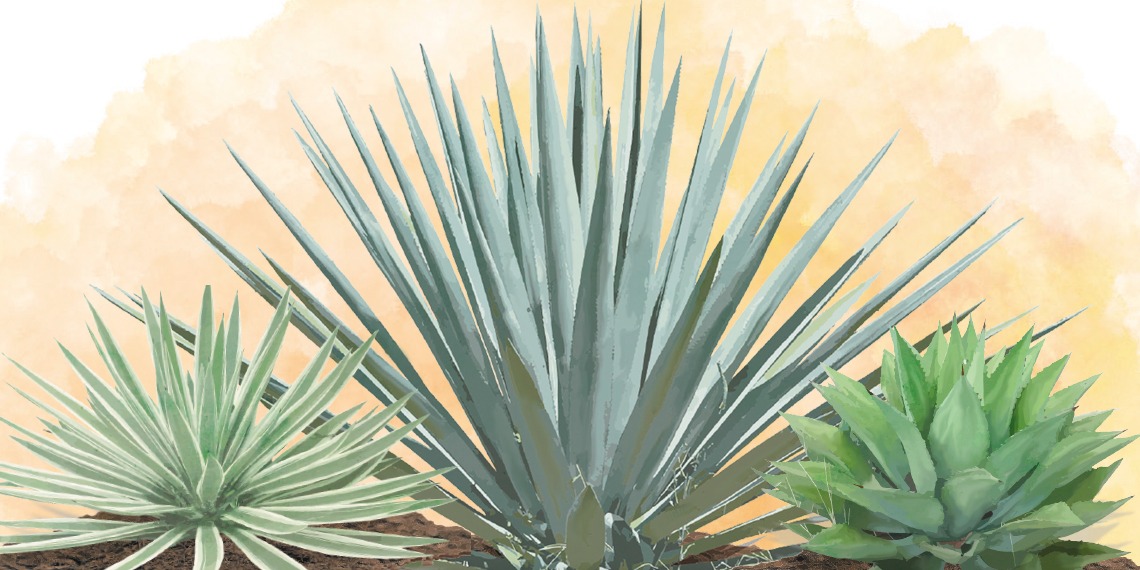 Día del Tequila: Descubre qué otras bebidas ofrece el agave