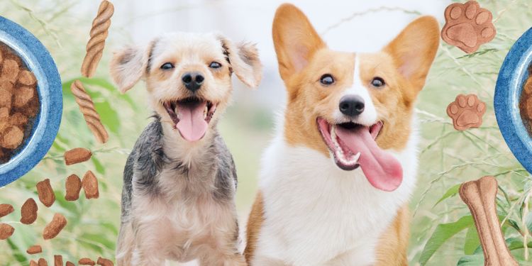 Cómo saber si un restaurante realmente es pet friendly