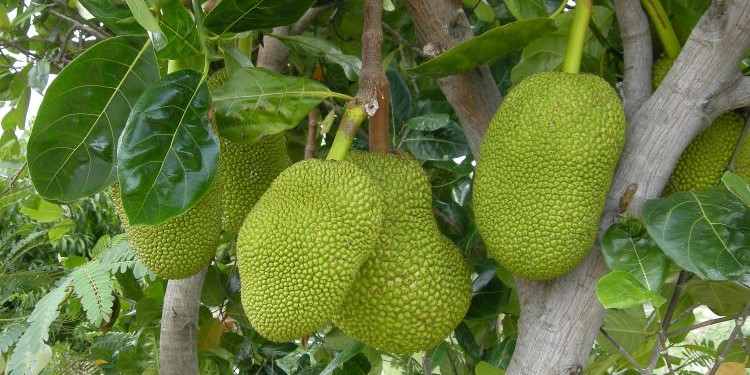 Jackfruit, jaca o yaca: La fruta de los siete sabores