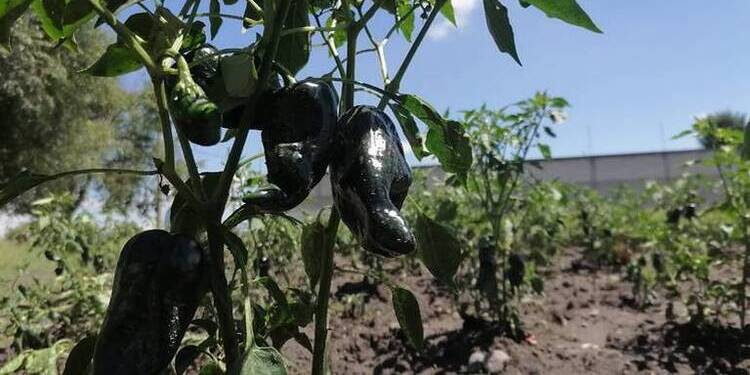 Ojo en el mercado, esta son las diferencias entre chile poblano y uno ‘pirata’