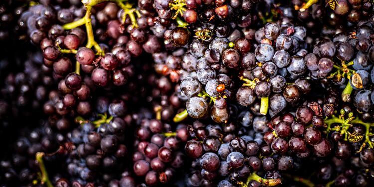 ¿Qué tipo de vino es un Pinot Noir?