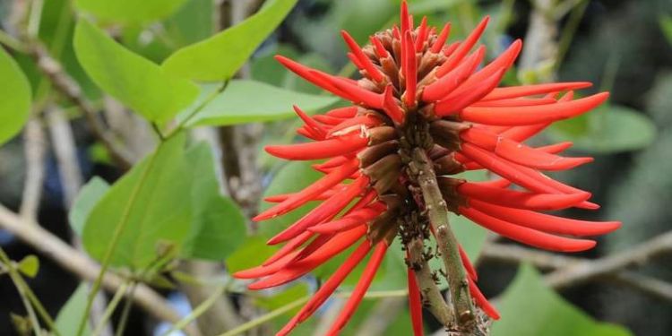 Pemuches, una flor que no sabías que se come