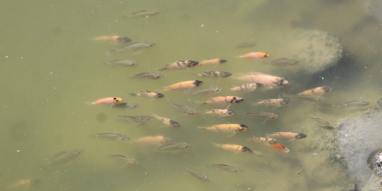 En Tlaxcala realizan crianza de peces al estilo hindú