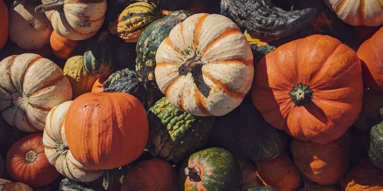  Sorpréndete con los distintos tipos de calabazas que hay en México