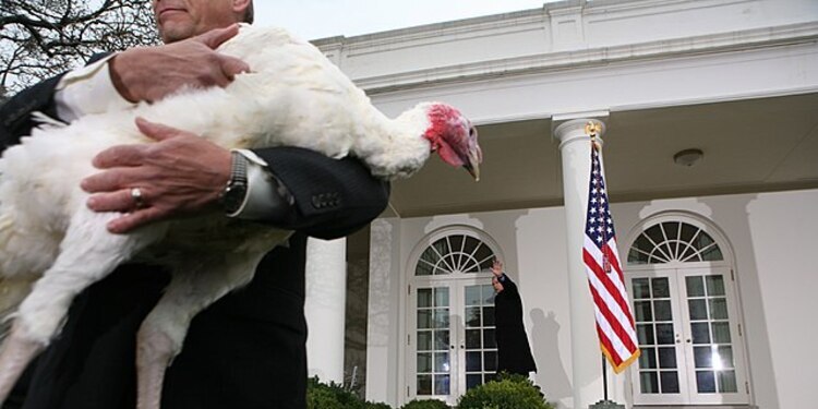 Por qué se da pavo en el Día de Acción de Gracias