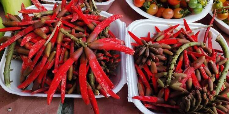 Pichocos, ingrediente prehispánico que está hasta en las banquetas