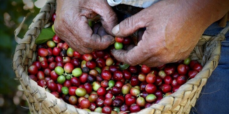 ¿El café mexicano en riesgo? cada día se vuelve menos redituable