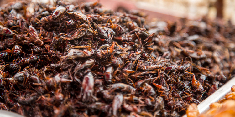 Conoce una granja mexicana de grillos comestibles